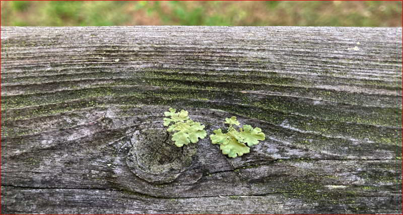 Lichen