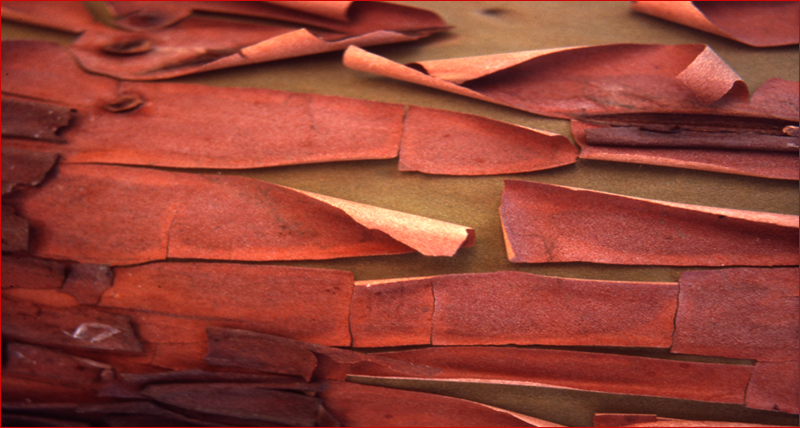 madrone