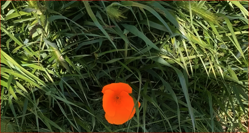 Poppy