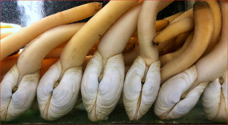 Pacific Geoducks
