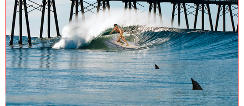sharkfin
